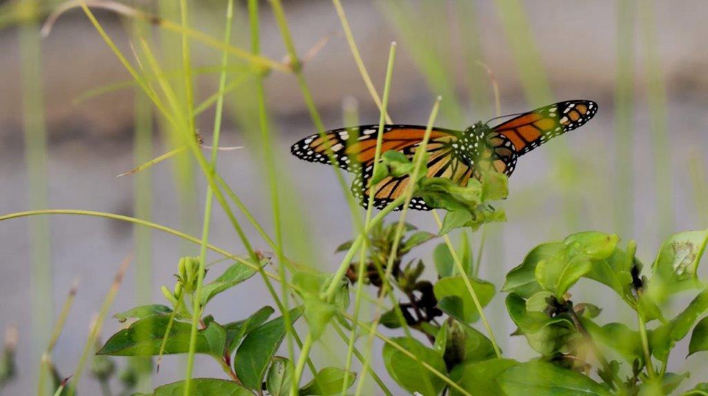 A butterfly on a plant

Description automatically generated