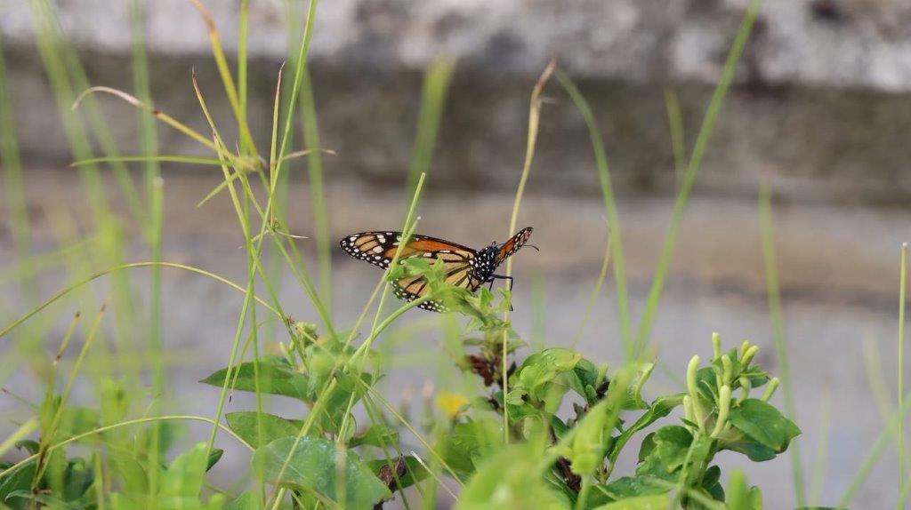 A butterfly on a plant

Description automatically generated