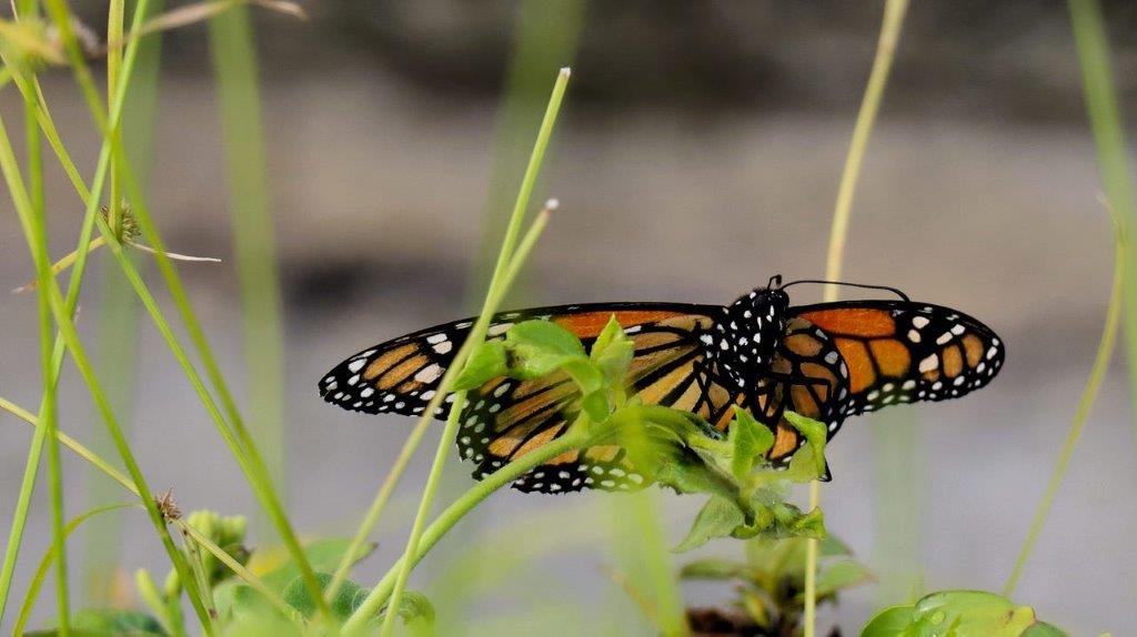 A butterfly on a plant

Description automatically generated