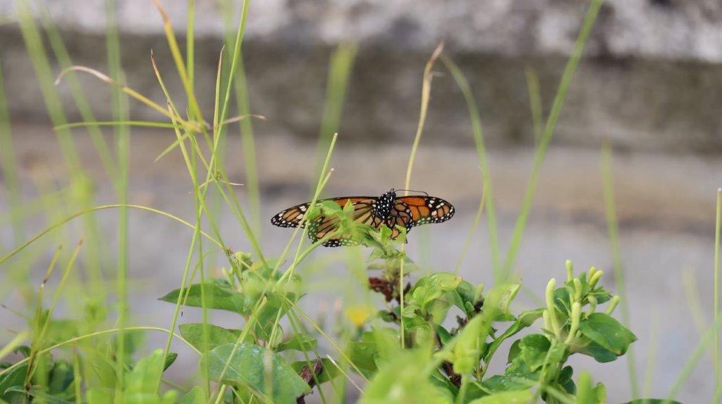 A butterfly on a plant

Description automatically generated