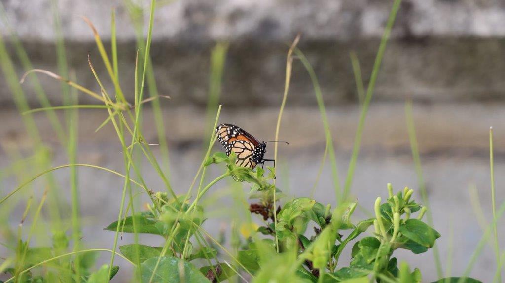 A butterfly on a plant

Description automatically generated