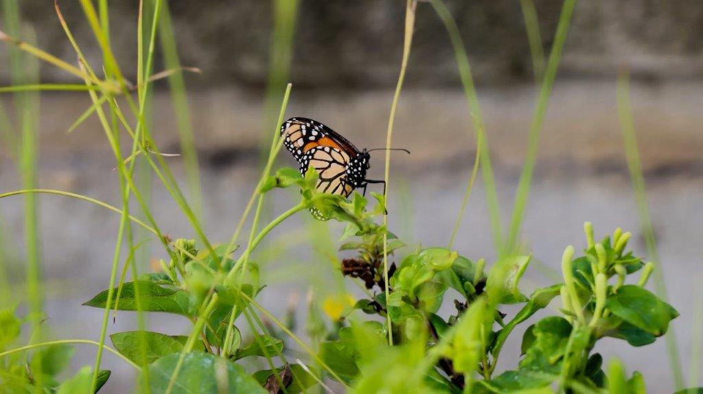 A butterfly on a plant

Description automatically generated