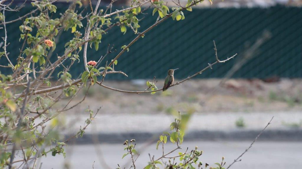 A bird sitting on a branch

Description automatically generated