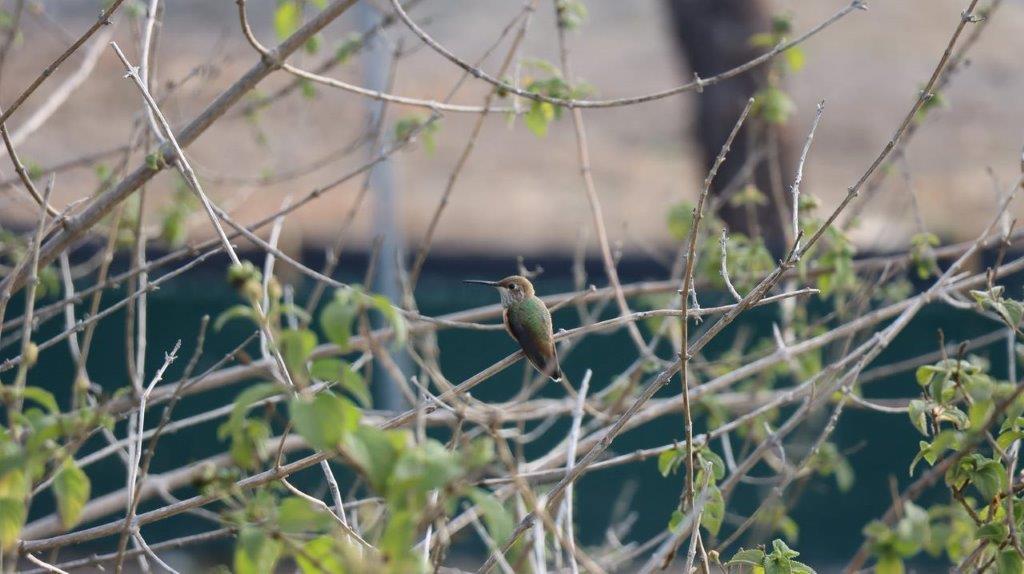 A bird sitting on a branch

Description automatically generated