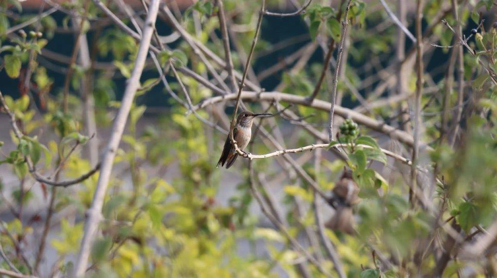 A bird sitting on a branch

Description automatically generated