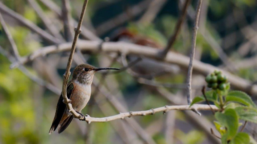 A bird sitting on a branch

Description automatically generated