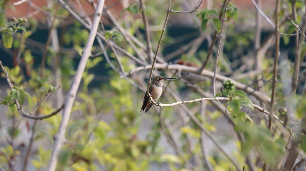 A bird sitting on a branch

Description automatically generated