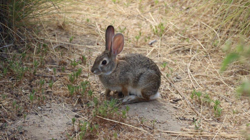 A rabbit sitting on the ground

Description automatically generated