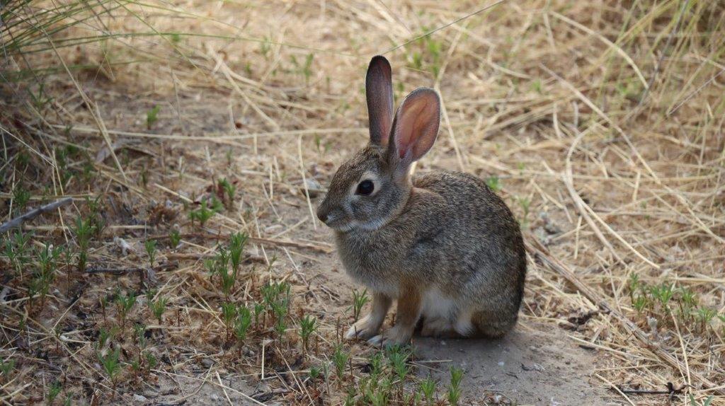 A rabbit sitting on the ground

Description automatically generated