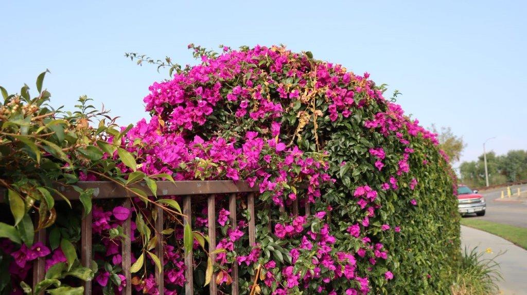 A close-up of a bush with purple flowers

Description automatically generated