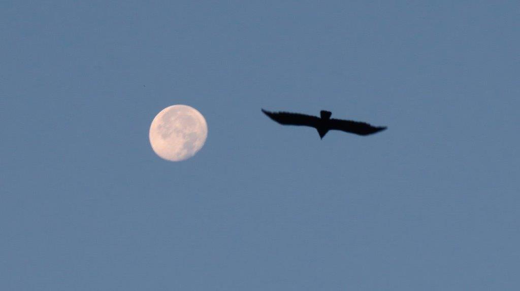 A bird flying in the sky with the moon

Description automatically generated