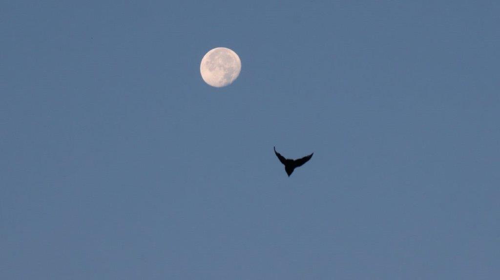 A bird flying in the sky with the moon

Description automatically generated