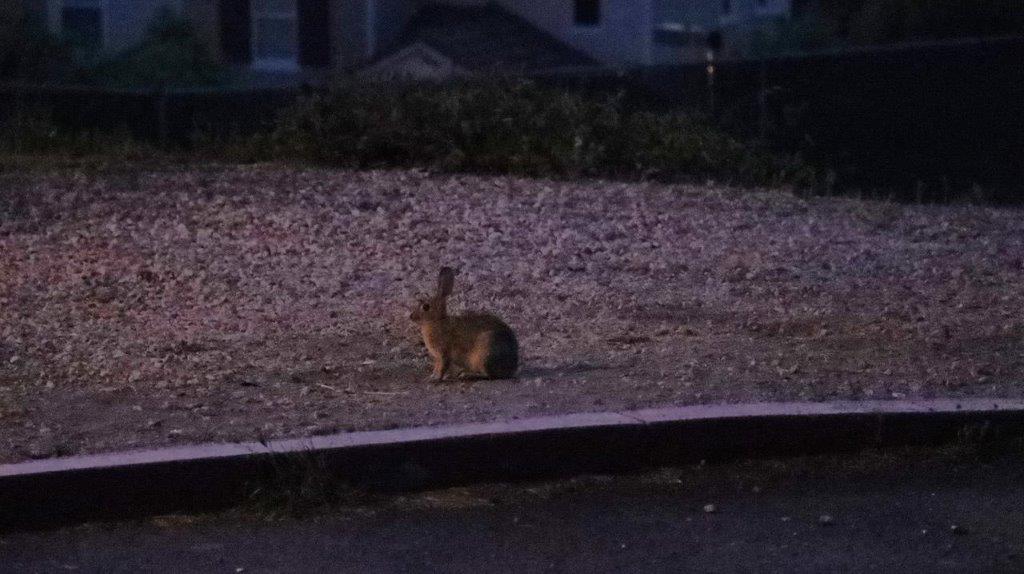 A rabbit sitting on the ground

Description automatically generated