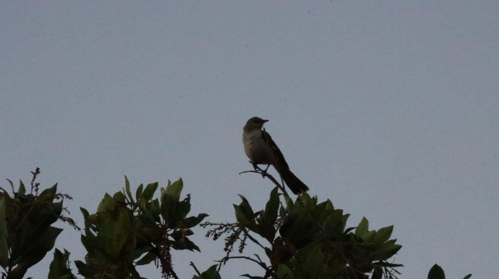 A bird perched on a branch

Description automatically generated