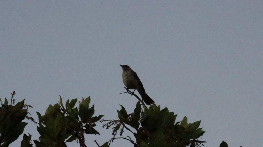 A bird perched on a branch

Description automatically generated