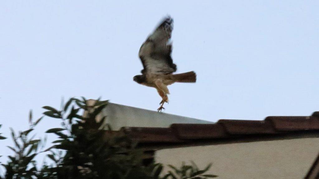 A bird flying over a roof

Description automatically generated