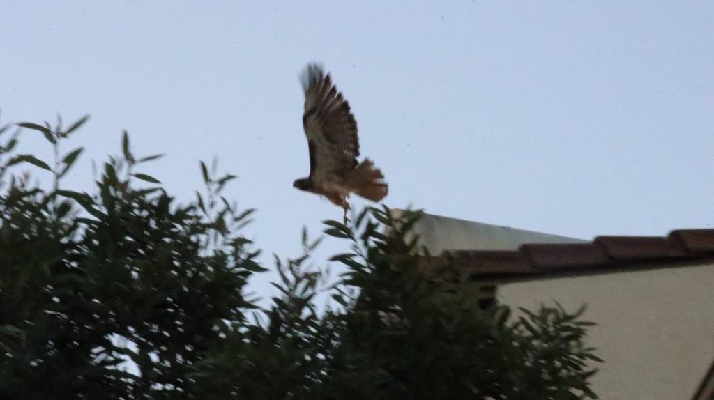 A bird flying in the air

Description automatically generated