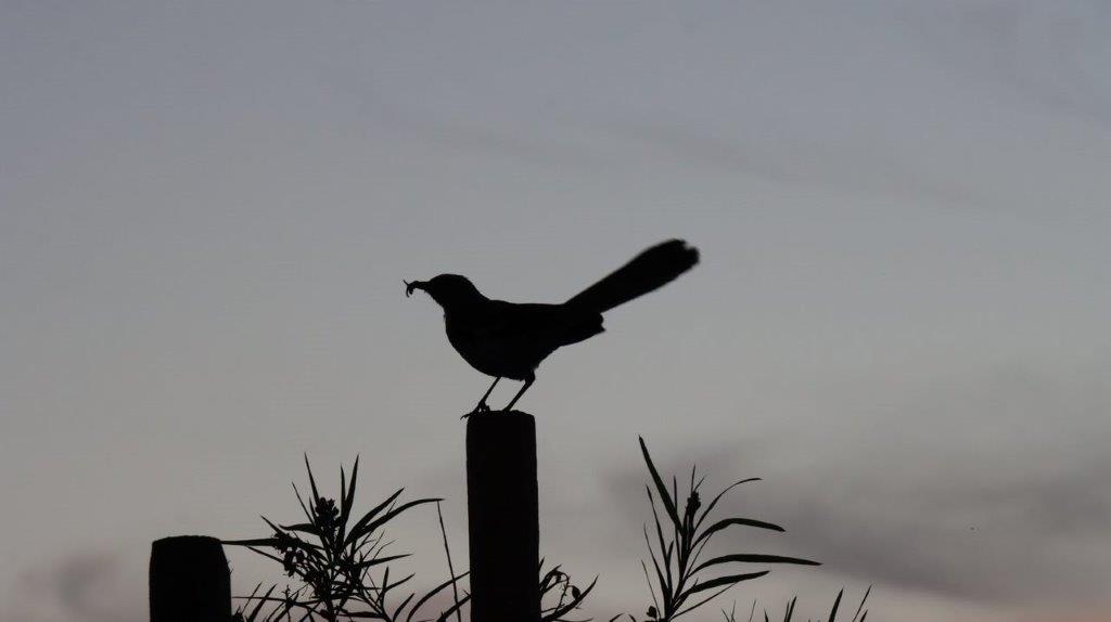 A bird on a post

Description automatically generated