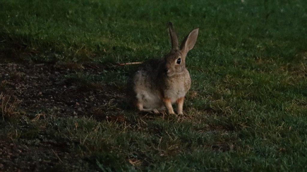 A rabbit sitting in the grass

Description automatically generated