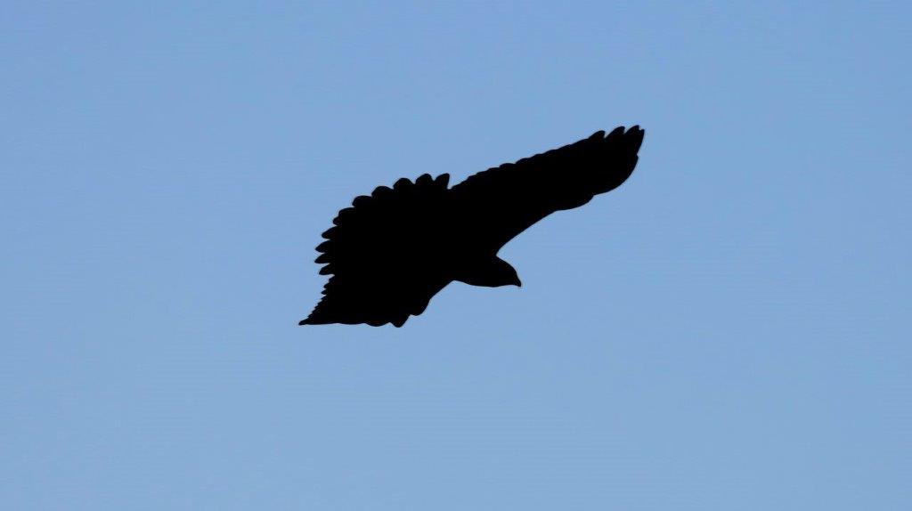 A silhouette of a bird flying

Description automatically generated