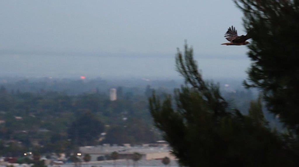 A bird flying over a city

Description automatically generated