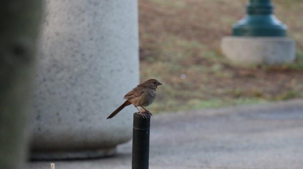 A bird perched on a pole

Description automatically generated