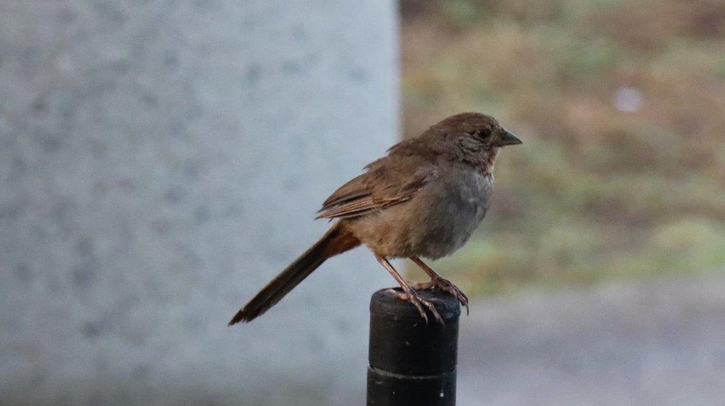 A bird perched on a pole

Description automatically generated