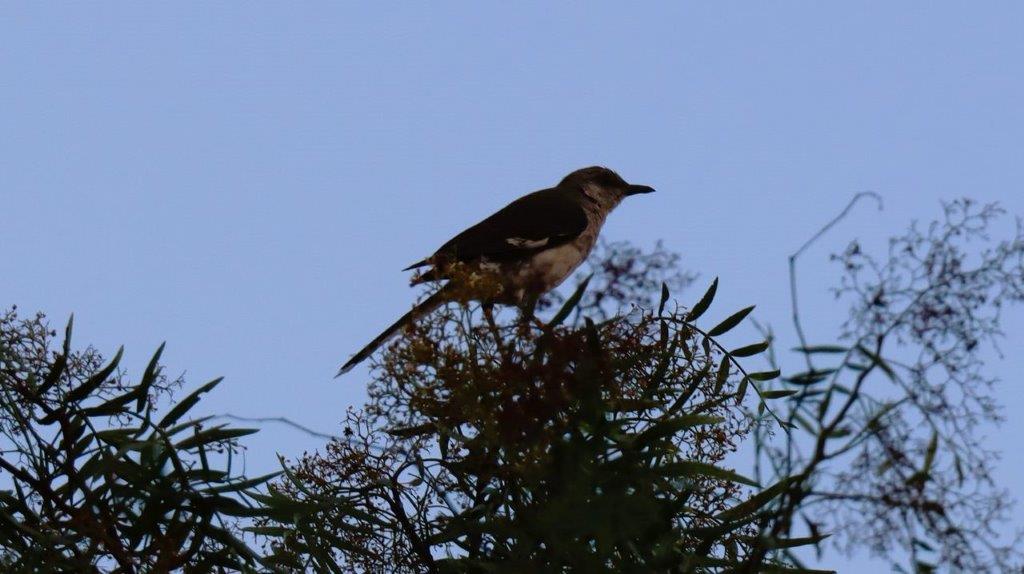 A bird perched on a tree

Description automatically generated