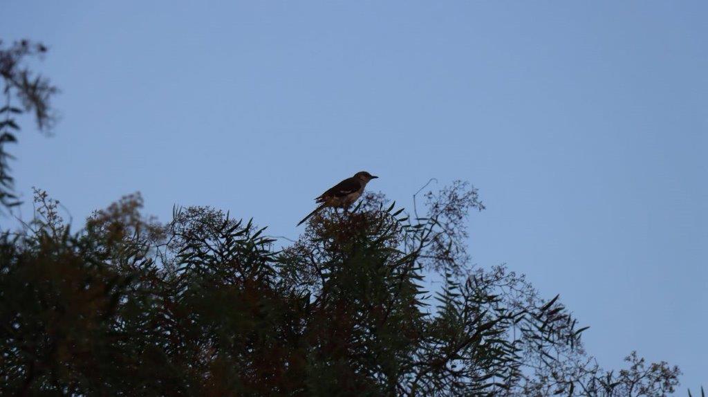 A bird perched on a tree

Description automatically generated