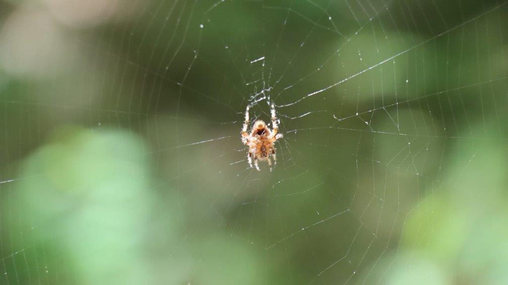 A spider in a web

Description automatically generated