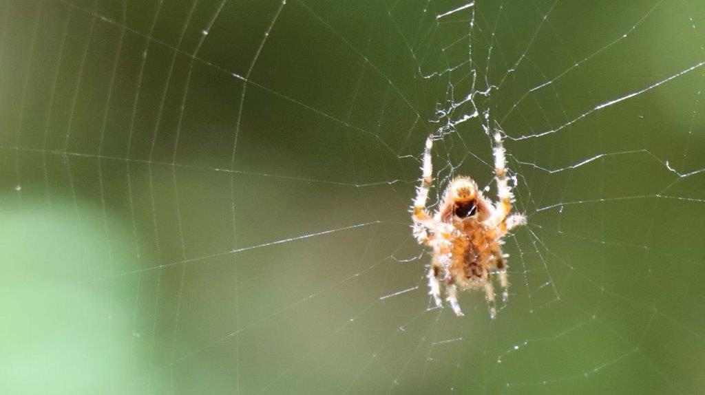 A spider in a web

Description automatically generated