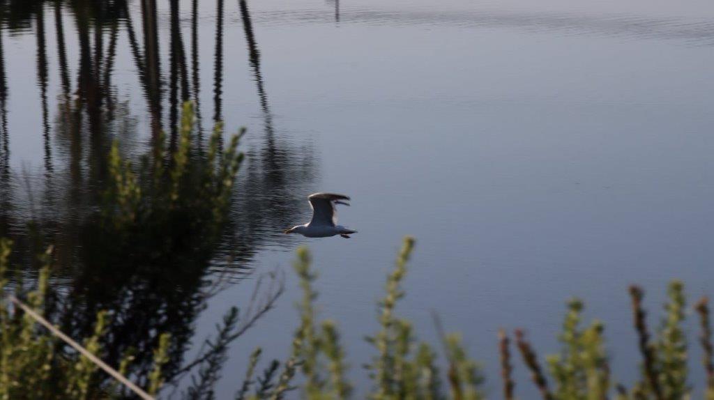 A bird flying over water

Description automatically generated