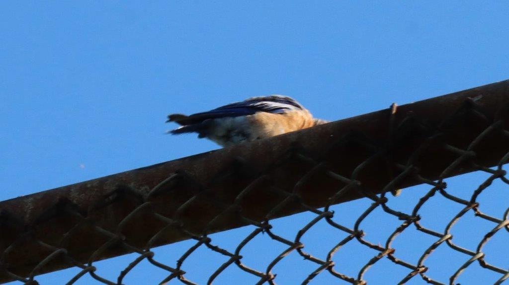 A bird sitting on a fence

Description automatically generated