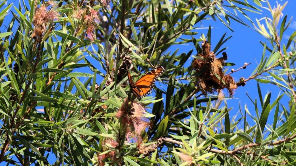 A butterfly on a tree branch

Description automatically generated