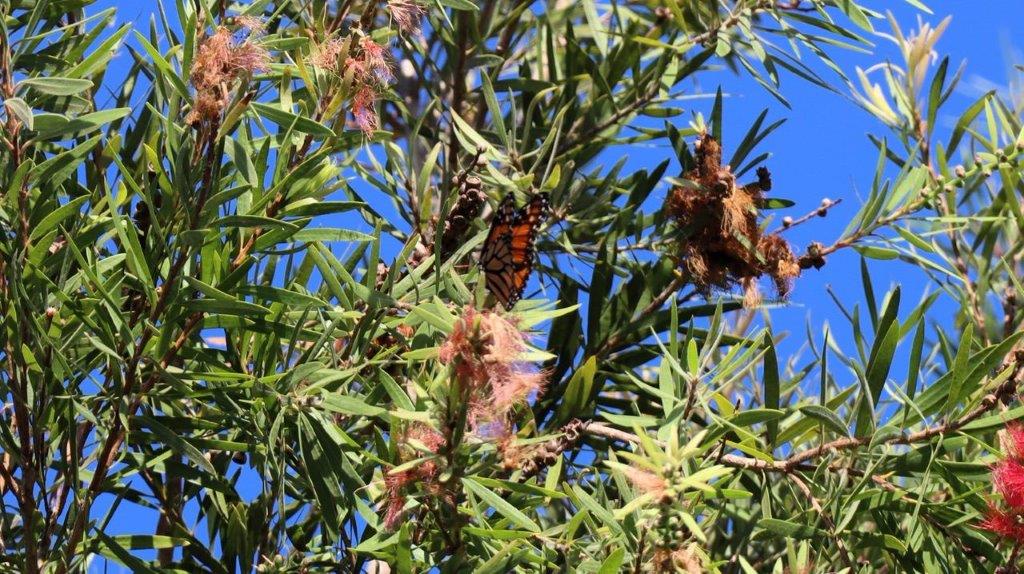 Butterflies on a tree branch

Description automatically generated