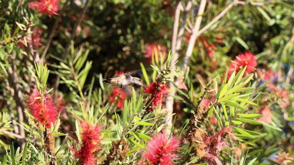 A bee flying over a plant

Description automatically generated