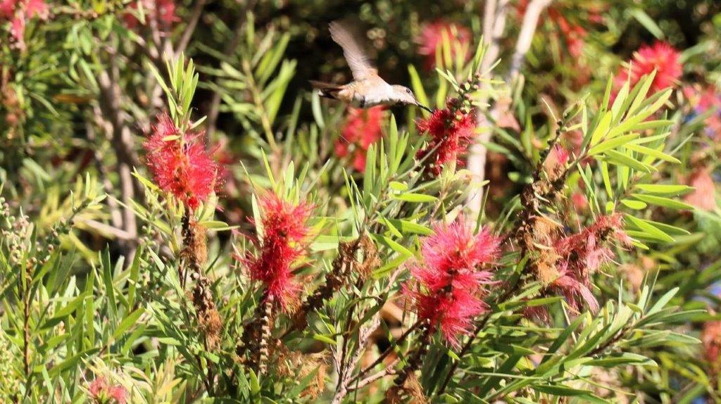 A hummingbird flying over a plant

Description automatically generated