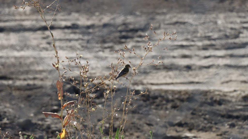 A bird sitting on a branch

Description automatically generated