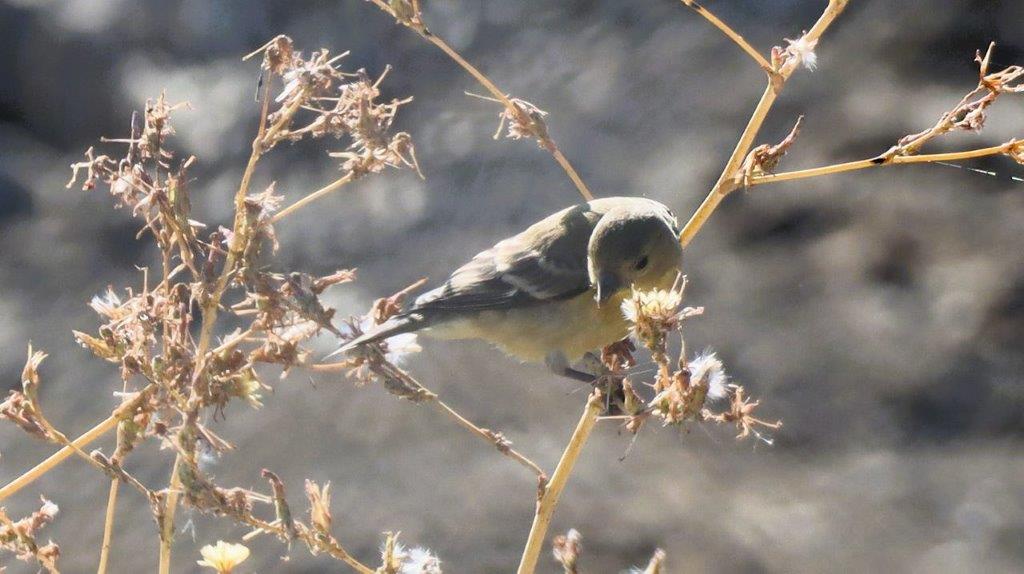 A bird on a branch

Description automatically generated