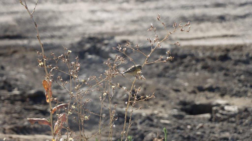 A bird on a branch

Description automatically generated