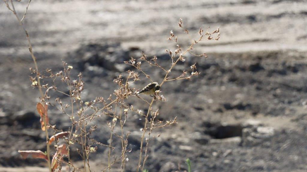 A bird on a branch

Description automatically generated