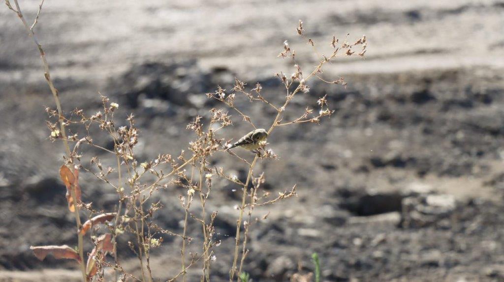 A small bird on a branch

Description automatically generated