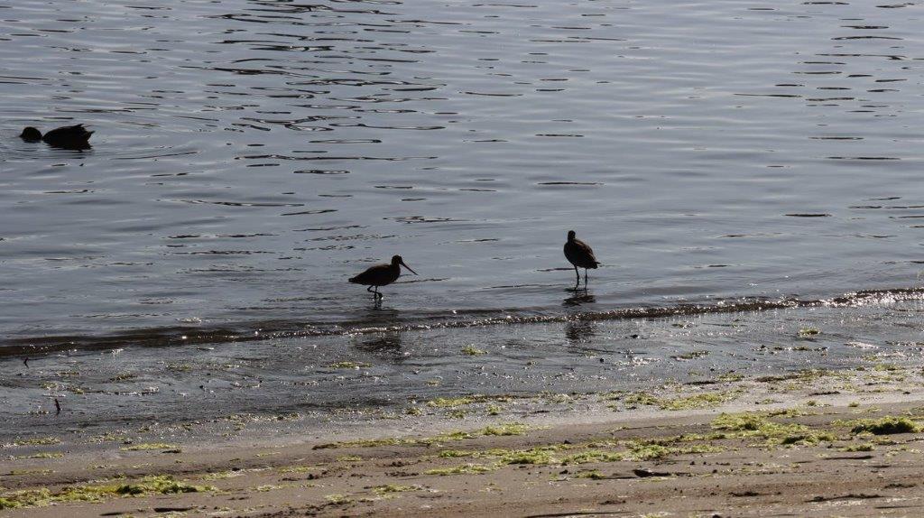 Birds standing on the beach

Description automatically generated