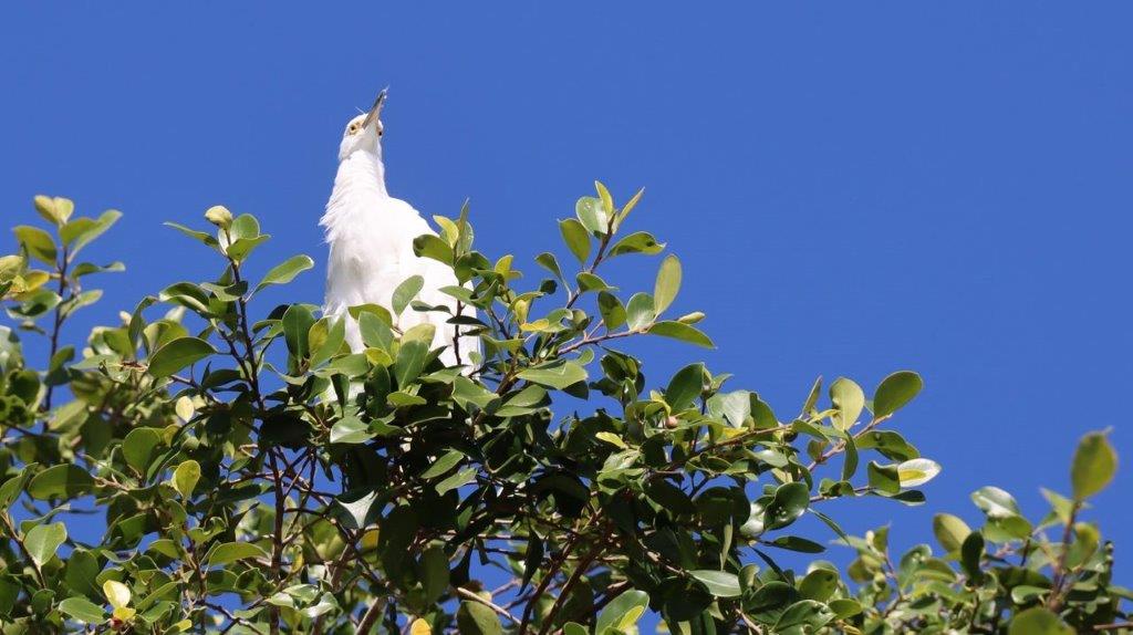 A bird perched on a tree

Description automatically generated