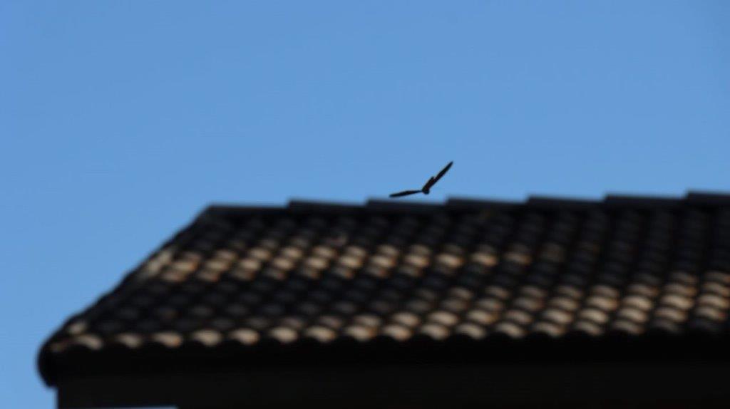 A bird flying over a roof

Description automatically generated