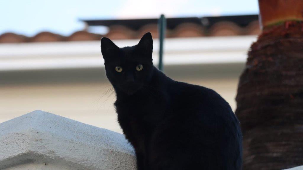 A black cat sitting on a ledge

Description automatically generated