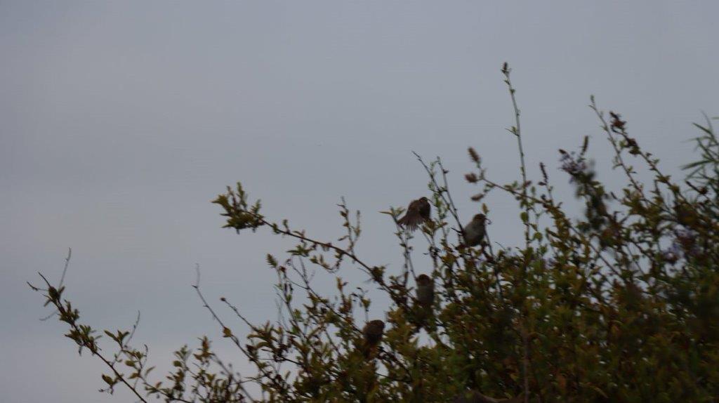 Birds sitting on a tree branch

Description automatically generated