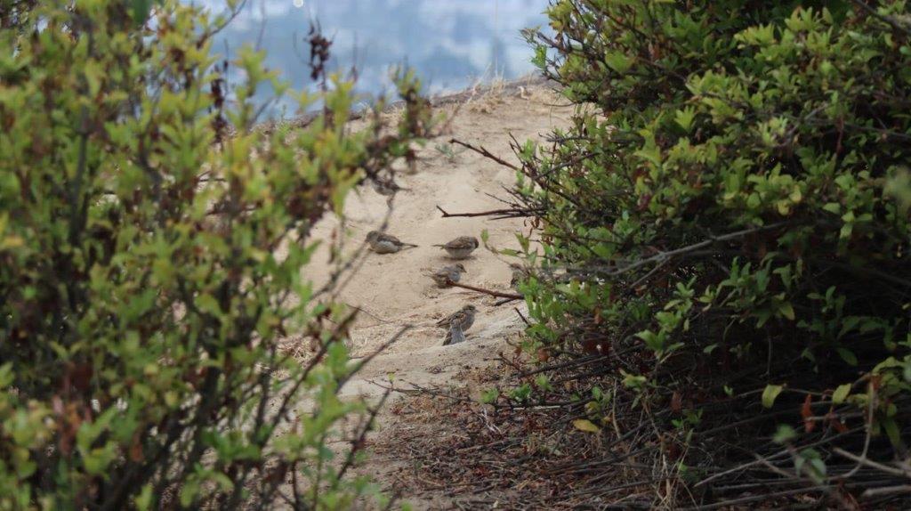 A group of birds on a sandy path

Description automatically generated