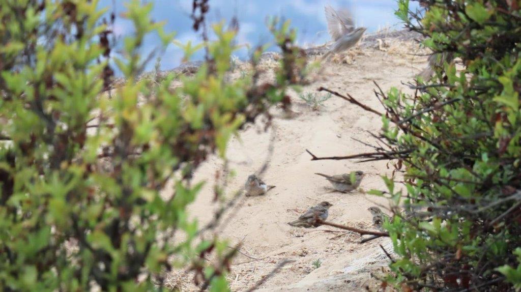 A group of birds on a sandy hill

Description automatically generated