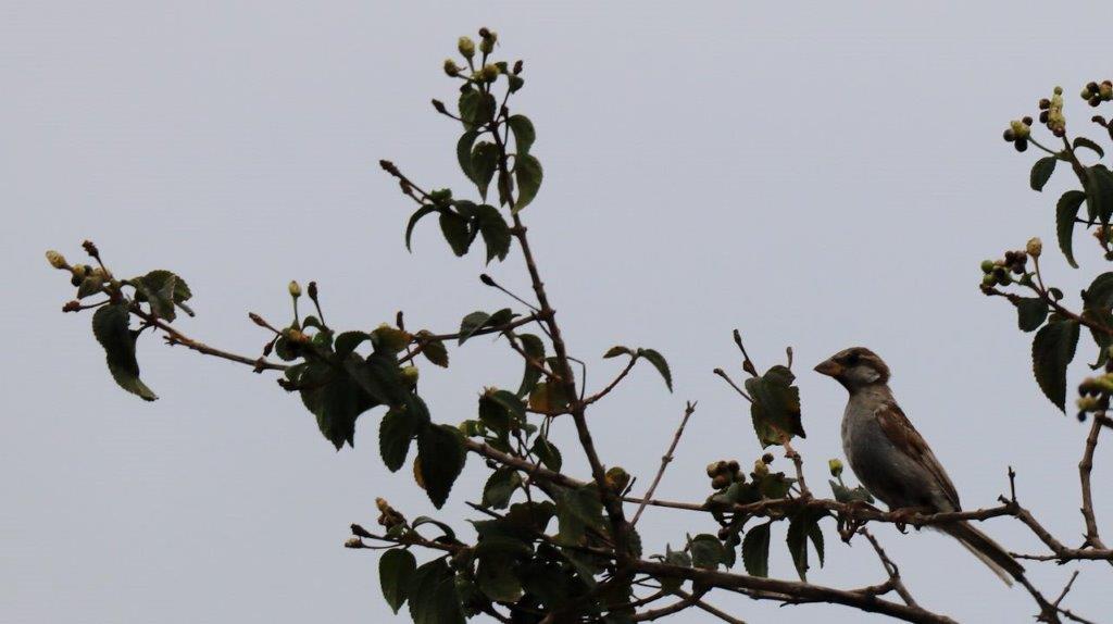 A bird sitting on a tree branch

Description automatically generated